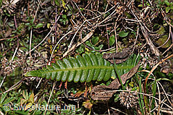 Rippenfarn (Blechnum spicant) (F289842) Rippenfarn (Blechnum spicant) (F289842)