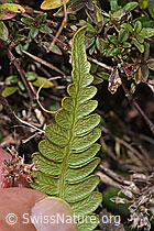 Rippenfarn (Blechnum spicant) (F289845) Rippenfarn (Blechnum spicant) (F289845)