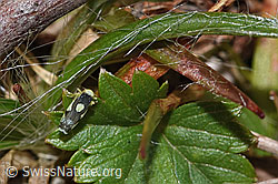 Triften-Blattzikade (Eupteryx notata) (F289848)
