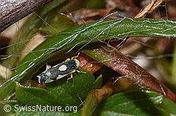 Triften-Blattzikade (Eupteryx notata) (F289849)