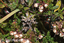 Längsgestreifter Blattkäfer (Chrysomela cerealis) auf Besenheide (Calluna vulgaris) (F289850) Längsgestreifter Blattkäfer (Chrysomela cerealis) auf Besenheide (Calluna vulgaris) (F289850)