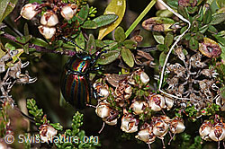 Längsgestreifter Blattkäfer (Chrysomela cerealis) auf Besenheide (Calluna vulgaris) (F289851) Längsgestreifter Blattkäfer (Chrysomela cerealis) auf Besenheide (Calluna vulgaris) (F289851)