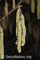 Gemeine Hasel (Corylus avellana) (F290396) Gemeine Hasel (Corylus avellana) (F290396)