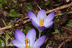 Frühlings-Krokus (Crocus albiflorus) (F290416) Frühlings-Krokus (Crocus albiflorus) (F290416)