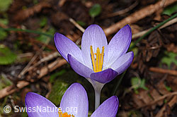 Frühlings-Krokus (Crocus albiflorus) (F290418) Frühlings-Krokus (Crocus albiflorus) (F290418)