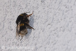 Bombus terrestris (F290420)