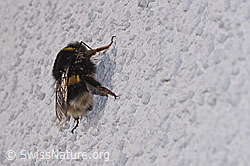 Bombus terrestris (F290421)