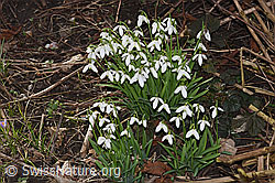 Galanthus nivalis (F290428)