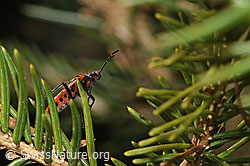 Zimtwanze (Corizus hyoscyami) (F290441) Zimtwanze (Corizus hyoscyami) (F290441)
