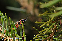 Zimtwanze (Corizus hyoscyami) (F290442) Zimtwanze (Corizus hyoscyami) (F290442)