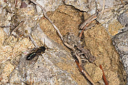 Andrena bicolor (F290459)