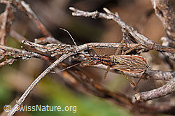 Nabis rugosus (F290465)