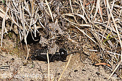 Feldgrille (Gryllus campestris) (F290476) Feldgrille (Gryllus campestris) (F290476)