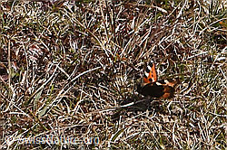 Aglais urticae (F290482)