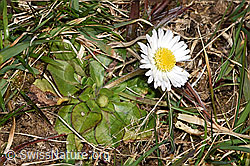 Gänseblümchen (Bellis perennis) (07.03.2025, F290491)