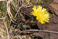 Huflattich (Tussilago farfara) (07.03.2025, F290494)