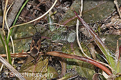 Rhyparochromus pini (Wanze) (F290507) Rhyparochromus pini (Wanze) (F290507)