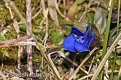 Frühlings-Enzian (Gentiana verna) (F290519) Frühlings-Enzian (Gentiana verna) (F290519)
