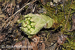 Weisse Pestwurz (Petasites albus) (F290522) Weisse Pestwurz (Petasites albus) (F290522)