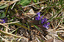 Polygala vulgaris ssp. vulgaris (F291245) Polygala vulgaris ssp. vulgaris (F291245)