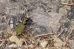 Feld-Sandlaufkäfer (Cicindela campestris) (F291261) Feld-Sandlaufkäfer (Cicindela campestris) (F291261)