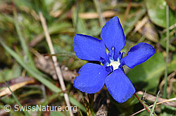 Frühlings-Enzian (Gentiana verna) (F291268) Frühlings-Enzian (Gentiana verna) (F291268)