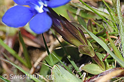 Frühlings-Enzian (Gentiana verna) (F291269) Frühlings-Enzian (Gentiana verna) (F291269)