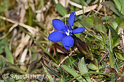 Frühlings-Enzian (Gentiana verna) (F291271) Frühlings-Enzian (Gentiana verna) (F291271)