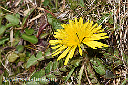 Taraxacum officinale (F291273)