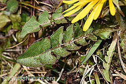 Taraxacum officinale (F291274)