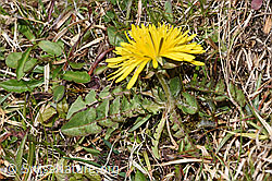 Taraxacum officinale (F291275)