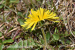 Taraxacum officinale (F291276)