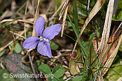 Hain-Veilchen (Viola riviniana) (F291278) Hain-Veilchen (Viola riviniana) (F291278)
