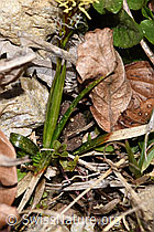Frühlings-Segge (Carex caryophyllea) (F291281) Frühlings-Segge (Carex caryophyllea) (F291281)