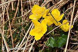 Sumpf-Dotterblume (Caltha palustris) (F291284) Sumpf-Dotterblume (Caltha palustris) (F291284)