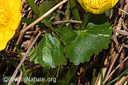 Sumpf-Dotterblume (Caltha palustris) (F291285) Sumpf-Dotterblume (Caltha palustris) (F291285)