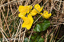 Sumpf-Dotterblume (Caltha palustris) (F291286) Sumpf-Dotterblume (Caltha palustris) (F291286)