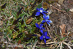 Gentiana verna (F291291) Gentiana verna (F291291)