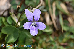 Neu in SwissNature.org: Hain-Veilchen (Viola riviniana)