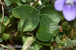 Hain-Veilchen (Viola riviniana) (F291314)
