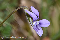 Hain-Veilchen (Viola riviniana) (F291315)