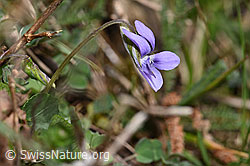 Hain-Veilchen (Viola riviniana) (F291317)