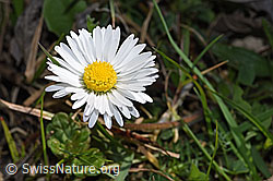 Gänseblümchen (Bellis perennis) (04.04.2025, F291325)