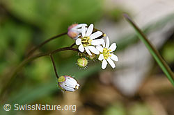 Foto: Frühlings-Hungerblümchen (Erophila verna)