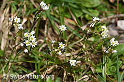 Foto: Frühlings-Hungerblümchen (Erophila verna)