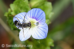 Grauschwarze Sklavenameise (Formica fusca) auf Persischem Ehrenpreis (Veronica persica) (F291335)