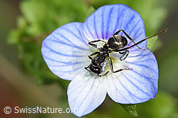Grauschwarze Sklavenameise (Formica fusca) auf Persischem Ehrenpreis (Veronica persica) (F291339)
