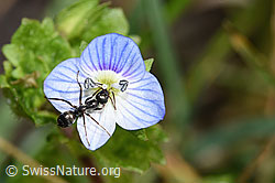 Grauschwarze Sklavenameise (Formica fusca) auf Persischer Ehrenpreis (Veronica persica) (F291340)