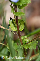 Persischer Ehrenpreis (Veronica persica) (F291343)