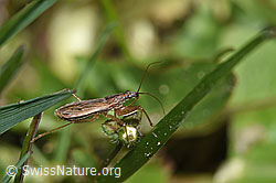 Nabis rugosus (F291356)